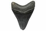 Fossil Megalodon Tooth - South Carolina #346183-1
